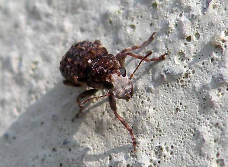 Anthribidae viso pallido: Dissoleucas niveirostris